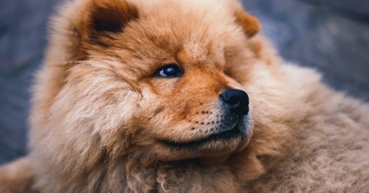 Wild sales chow chow