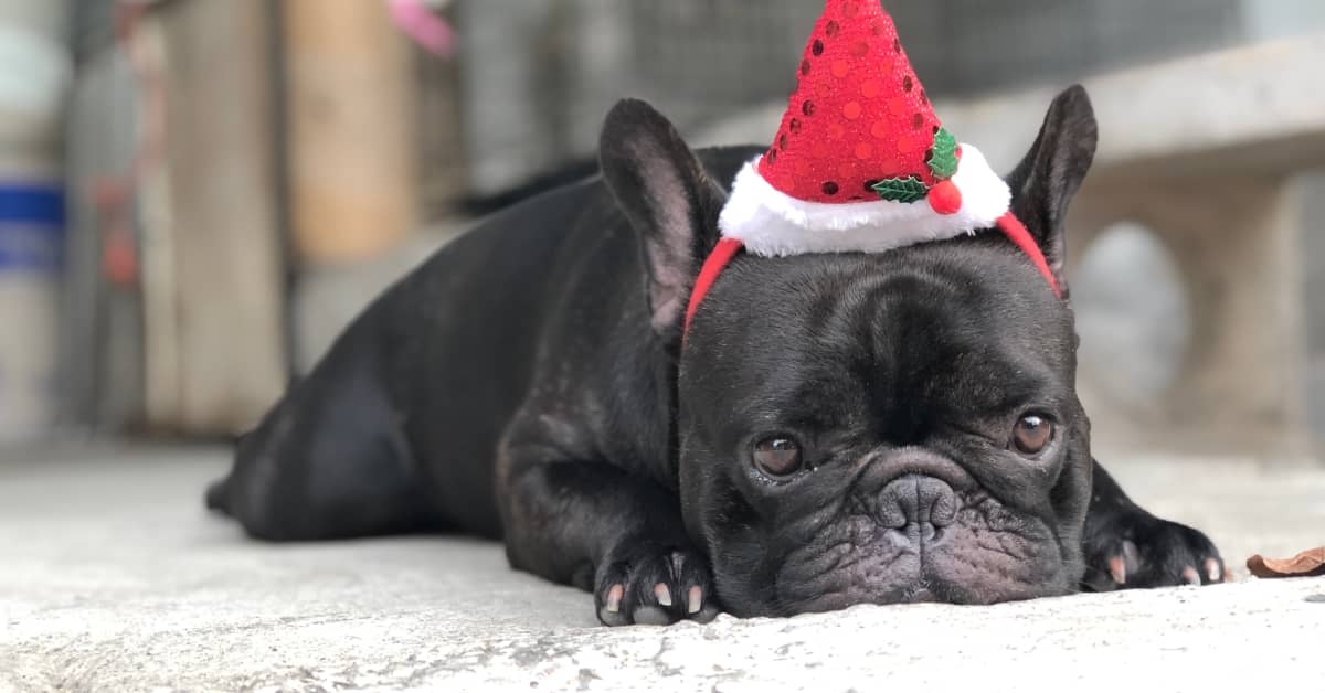 French bulldog santa top costume