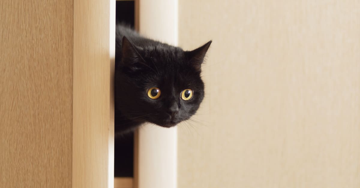 Cat pantry deals