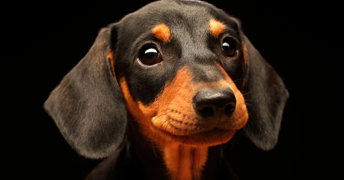 Dachshund s Adorable Way of Saying Cheese for the Camera Is