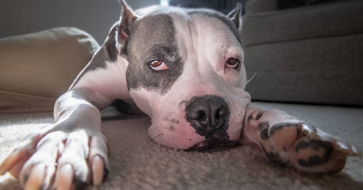 Pitbull foster hot sale