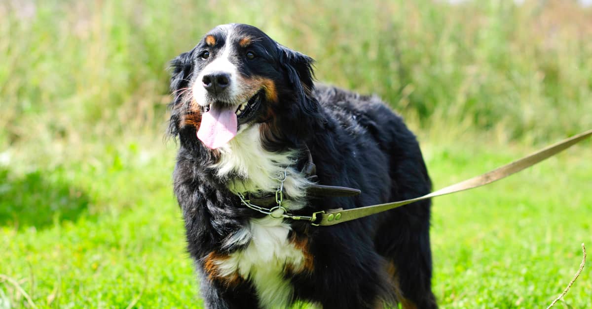 Bernese mountain dog pulling harness discount