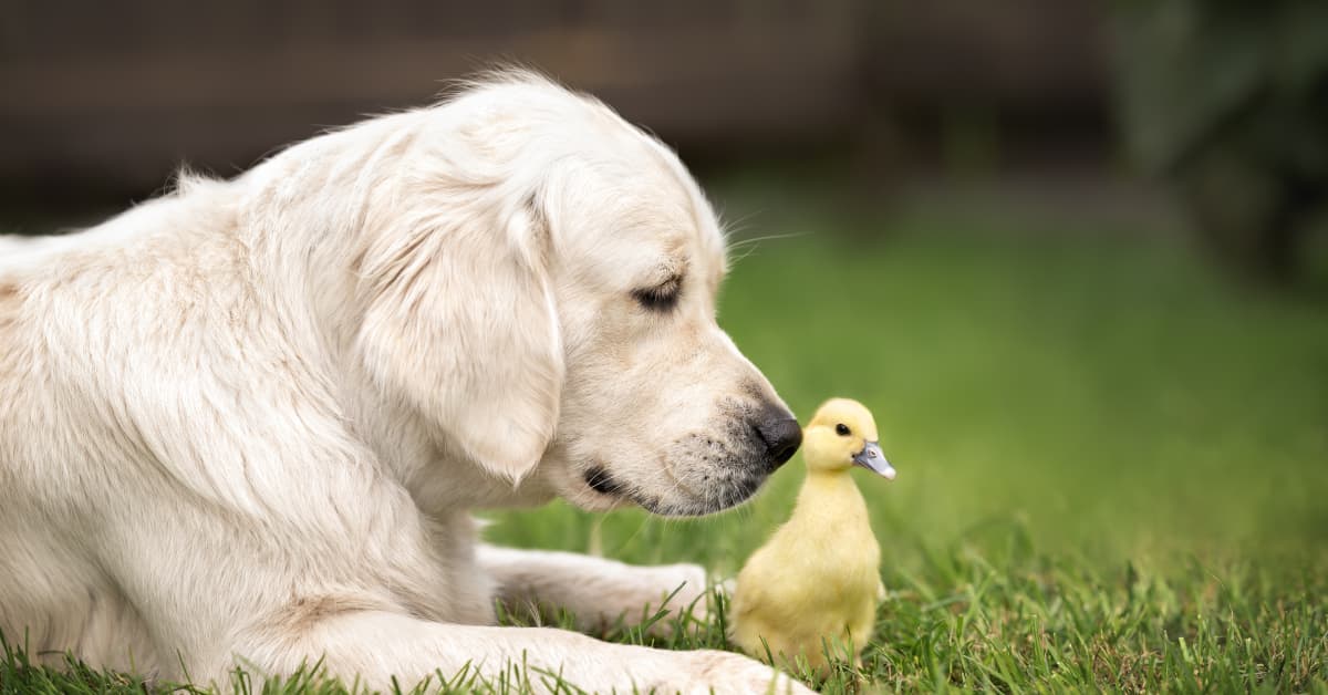 Golden retriever and duck discount