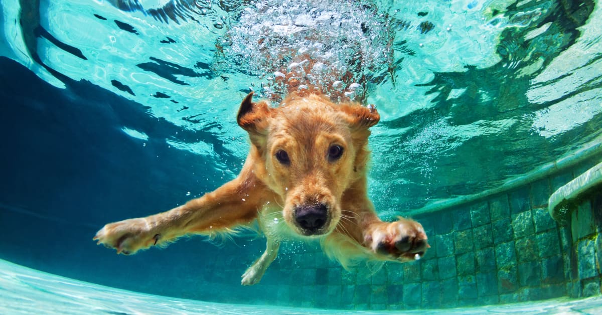 Golden retriever cheap dock diving