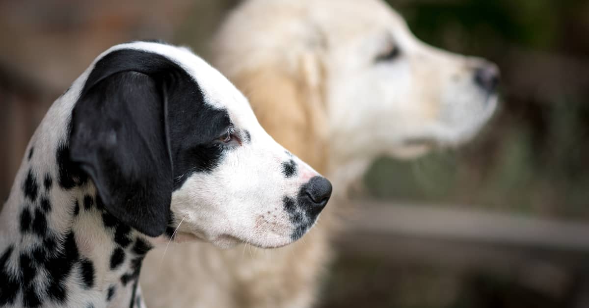 Video of Golden Retriever Becoming Besties With Dalmatian Puppy