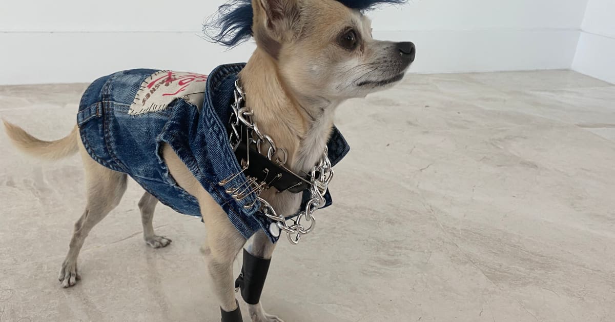 Little Chihuahua Sings Along with Squeaky Ball in Irresistible