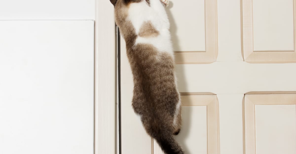 Cats closed doors outlet