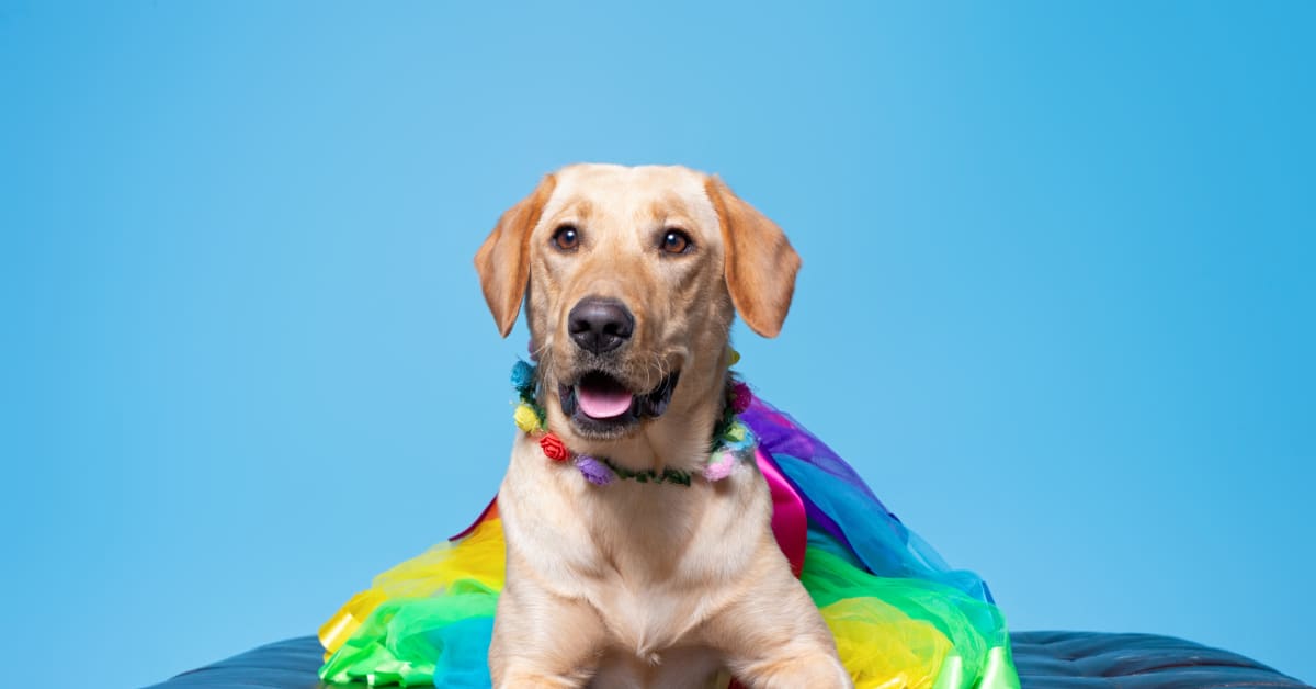 80's dog costume hotsell