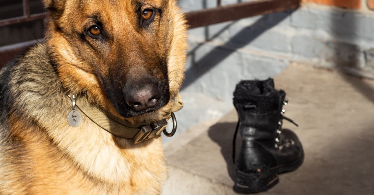 German shepherd cheap boots