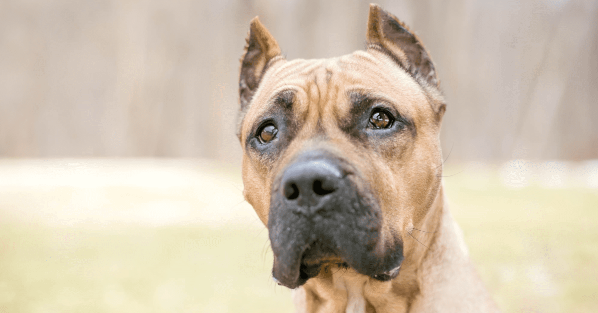 Bag balm for dogs ears clearance