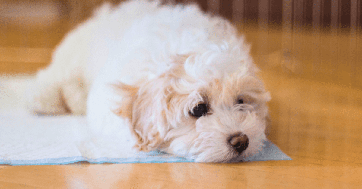 Puppy laying on pee pad cheap