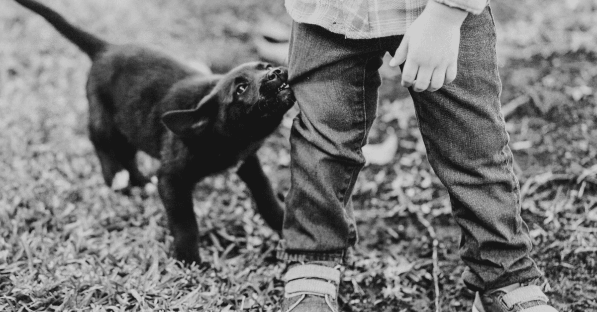Puppy biting pants best sale