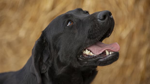 Major', Black Labrador puppy, becomes Philadelphia Phillies' new service  pup in training - 6abc Philadelphia