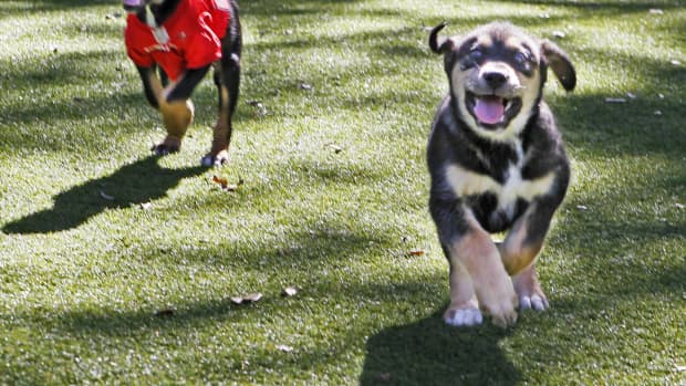 Jimmy Fallon, puppies predict Bengals to be the Super Bowl 2022 winners