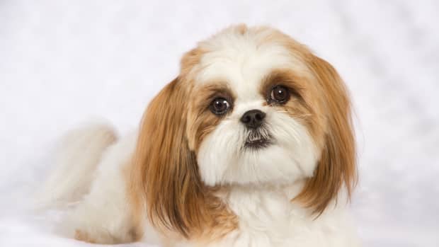 best treats for shih tzu puppies