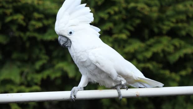 Cockatoo's Adoration of Home Repair Man Is Too Cute to Resist - PetHelpful  News
