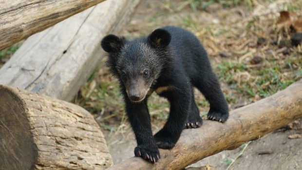 Mama Bear Crossing Road With Cubs