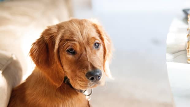 9-Week-Old Golden Retriever Puppy's Trick Skills Are Beyond Impressive -  Parade Pets