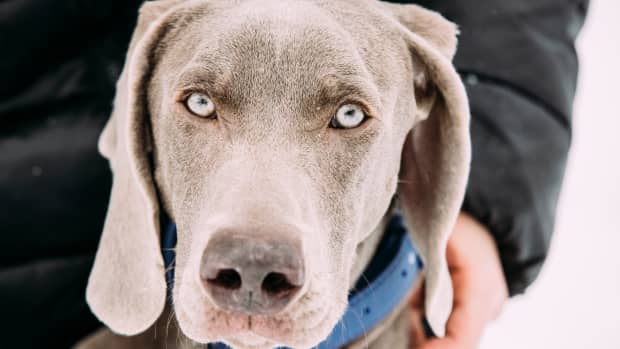 People Are Obsessed With a Weimaraner Puppy Who Won’t Stop ‘Talking ...