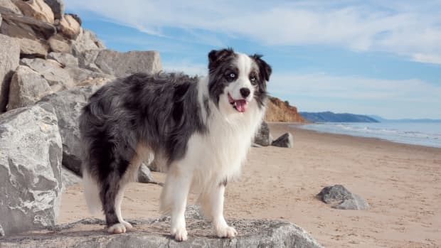 Watch Border Collies' Perfectly Timed Dance to Michael Jackson's 'Thriller