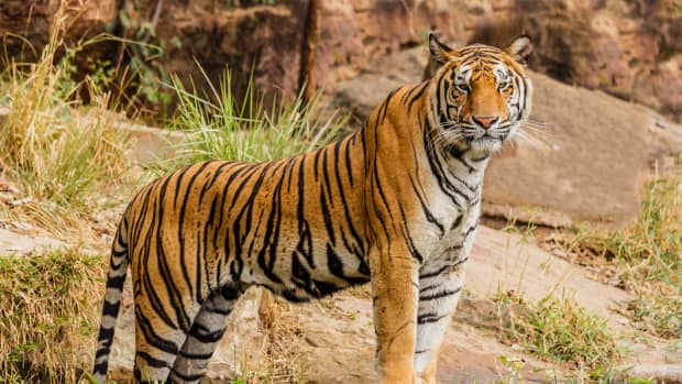 White tiger cubs welcomed at Buenos Aires Zoo, The Independent