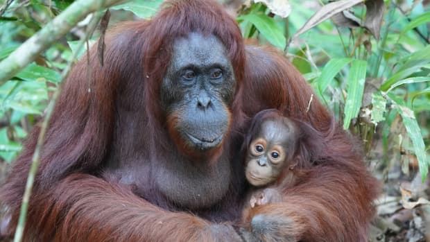 Orangutan at Louisville Zoo Asking to See What's Inside Visitor's Purse ...