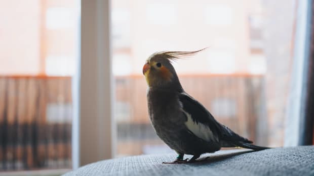 Cockatiel Singing If You Re Happy And You Know It Video of Cockatiel Singing ‘If You’re Happy and You Know It’ Is Just