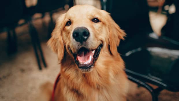 Golden Retriever's Gratefulness Over Tiny Hotel Dog Bed Is Giving People  the Feels - PetHelpful News