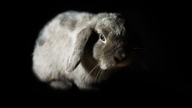 Holland Lop Rabbit
