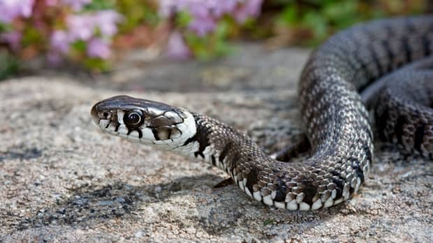 Indiana Jones Better Conquer That Fear of Snakes Because Harrison Ford Just  Had One Named After Him