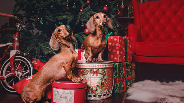 dachsunds-destroy-christmas-tree