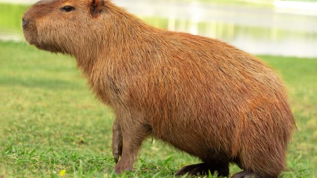 capybara-golden-retriever-puppies