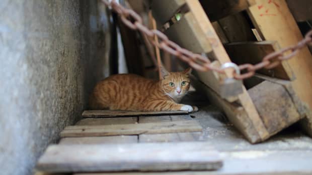 junkyard-cat-adopted