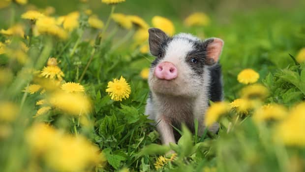 rescue-pig-learns-name