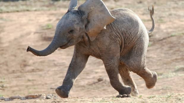 Long'uro's Extraordinary Story — Reteti Elephant Sanctuary in Kenya