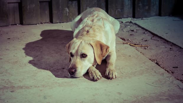 scared-yellow-lab-shelter
