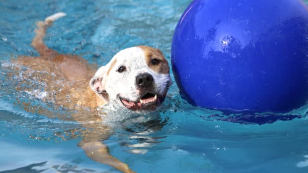 dog-swimming-rehabilitation