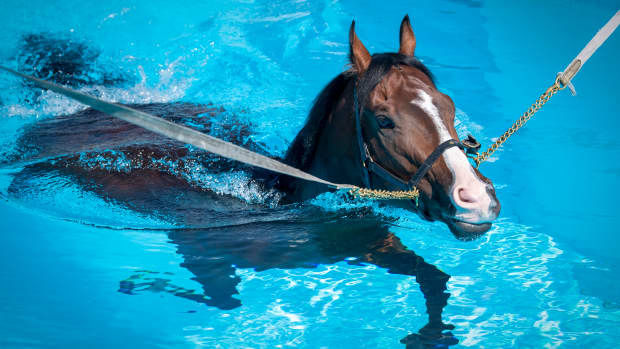 Horse swimming