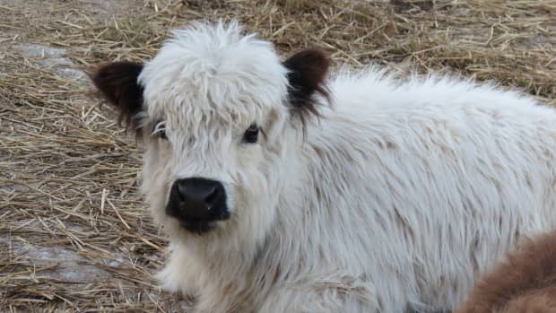 Mini Cow 'Hiding' Her Ears Is the Definition of Adorable - PetHelpful News