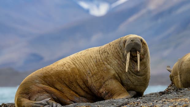 Queen Freya The Walrus Was Spotted Sinking Pleasure Boats In Norway