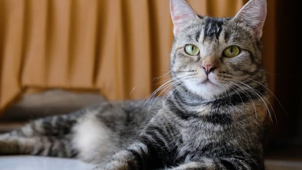 Cat Cafe Shares 'Criminal History' of their Adoptable Cats and It's  Priceless - PetHelpful News