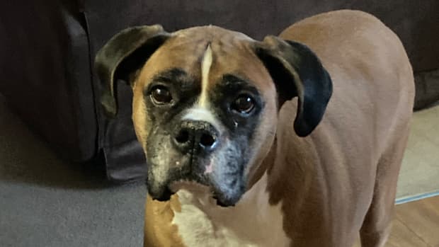 Benadryl For Dogs Side Effects Of Long Term Use PetHelpful