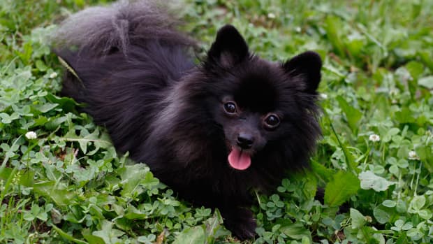 Dog Poops On Basketball Court During Louisville Halftime Show