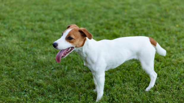 Jack Russell Terrier's Confusion Over Why Family's House Guest Is Still ...