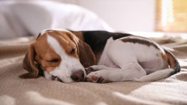 Tears as Blind and Deaf Dog Realizes Owner Is Home After Months Apart