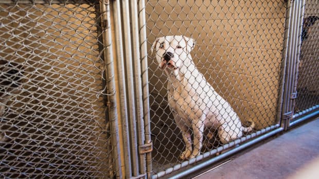 heartbroken-dog-returned-to-shelter