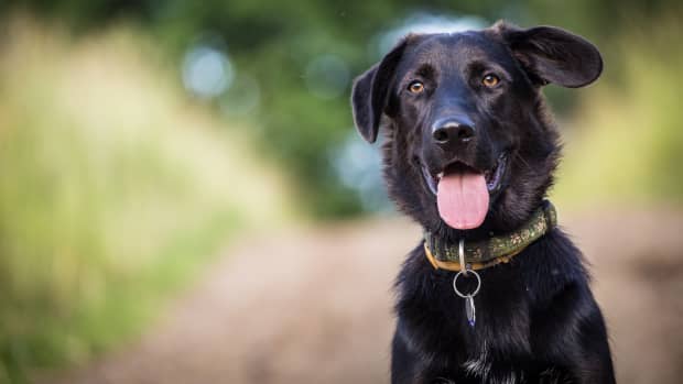 Foster Mom Finding Stray Dog on Side of the Road Gives People Hope ...