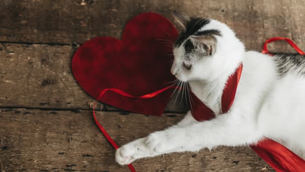 Cat's Valentine's Day Photoshoot Will Have Anyone in Love at First ...