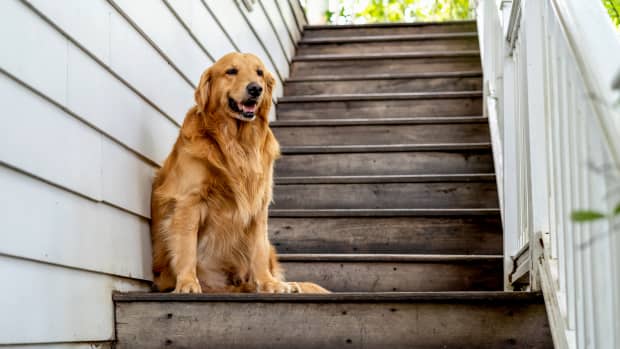 Golden Retriever's Blatant Annoyance Over New Baby Is Priceless ...