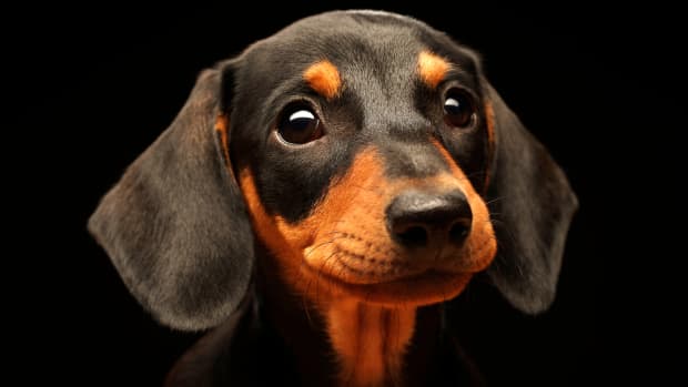 Adorable Dachshunds' Love for Each Other Is Just So Pure - PetHelpful News